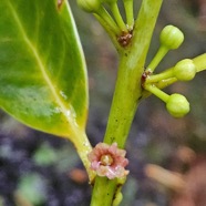 Sideroxylon borbonicum Bois de fer bâtard  Sapotaceae Endémique La Réunion 15.jpeg