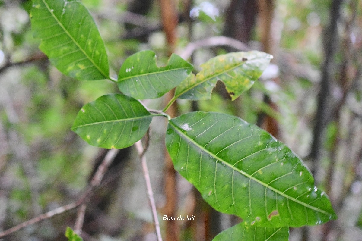 Tabernaemontana mauritiana  Bois de lait Apocynaceae Endémique La Réunion, Maurice 2472.jpeg