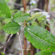 Tabernaemontana mauritiana  Bois de lait Apocynaceae Endémique La Réunion, Maurice 2472.jpeg