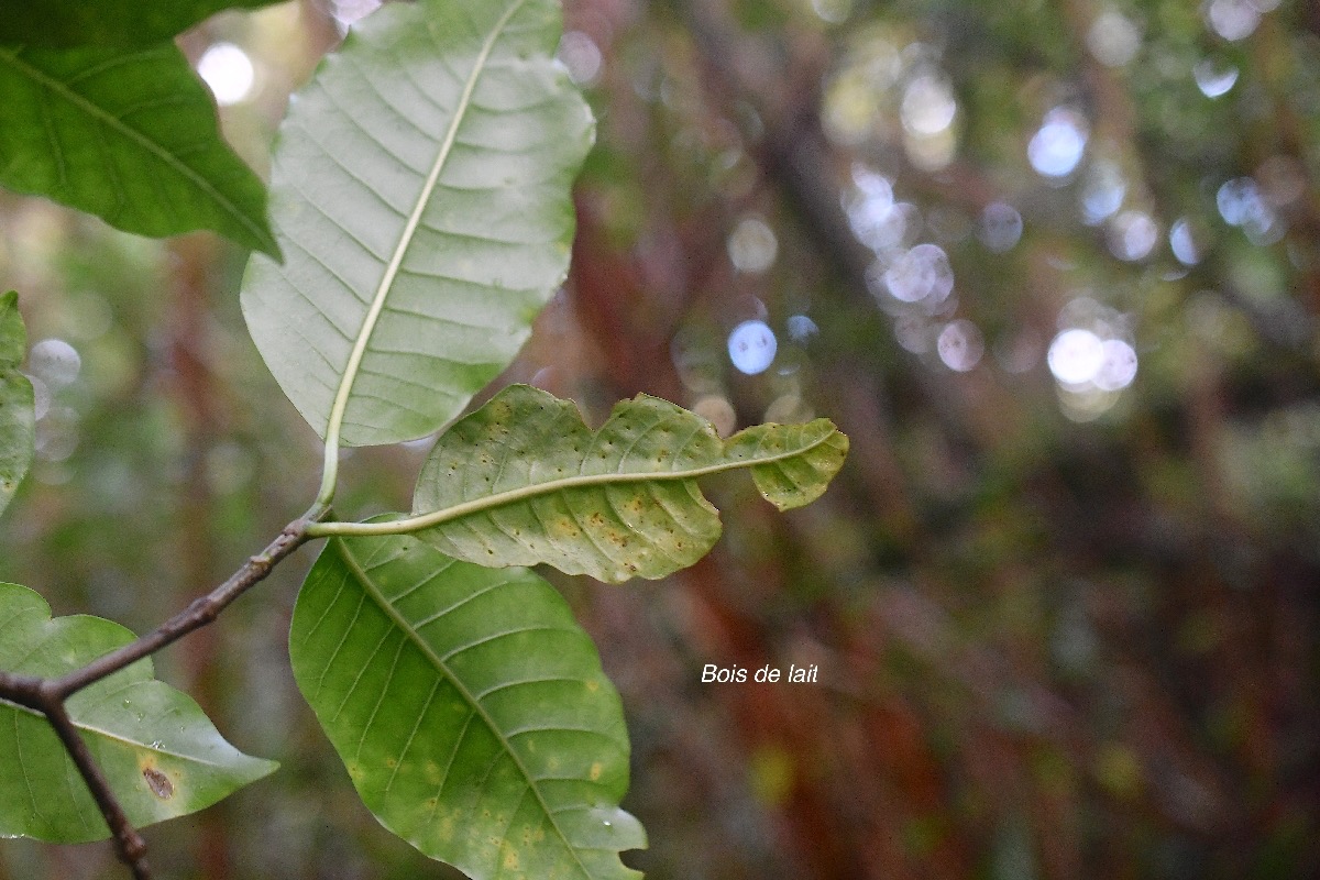 Tabernaemontana mauritiana Bois de lait Apocynaceae Endémique La Réunion, Maurice 2476.jpeg