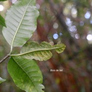 Tabernaemontana mauritiana Bois de lait Apocynaceae Endémique La Réunion, Maurice 2476.jpeg