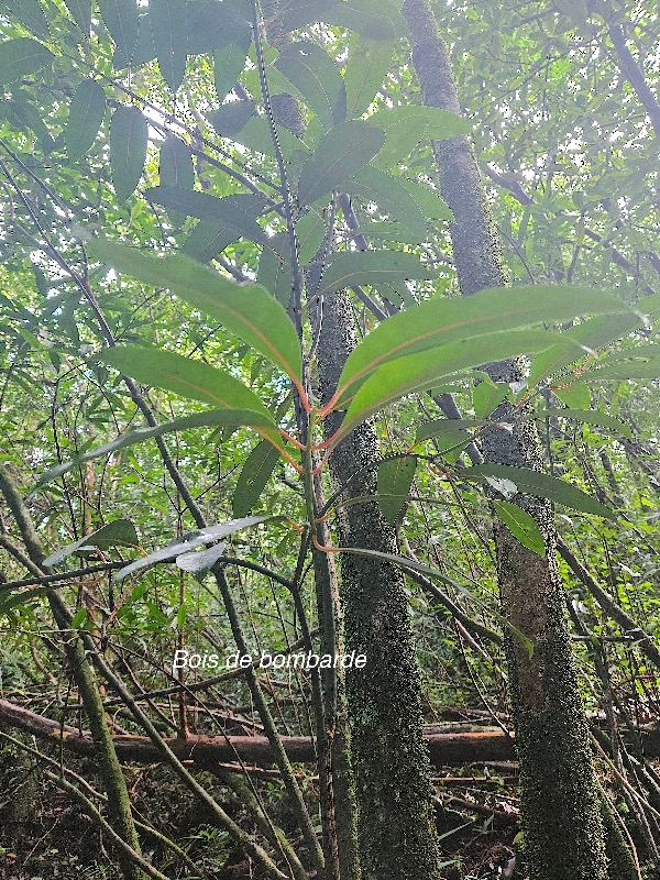 Tambourissa elliptica Bois de bombarde Monimiaceae Endémique La Réunion 50.jpeg