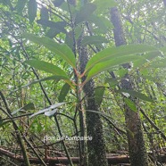 Tambourissa elliptica Bois de bombarde Monimiaceae Endémique La Réunion 50.jpeg