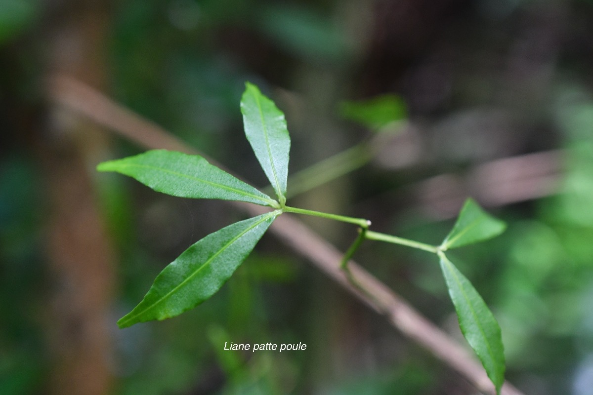 Toddalia asiatica Liane patte poule Rutaceae Indigène La Réunion2514.jpeg