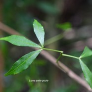 Toddalia asiatica Liane patte poule Rutaceae Indigène La Réunion2514.jpeg