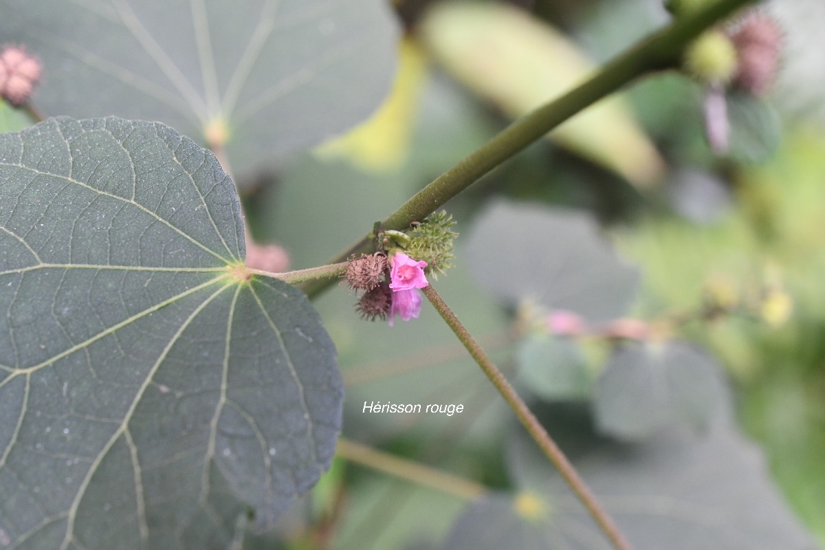 Urena lobata Hérisson rouge Malvaceae Indigène La Réunion 2549.jpeg