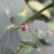 Urena lobata Hérisson rouge Malvaceae Indigène La Réunion 2549.jpeg