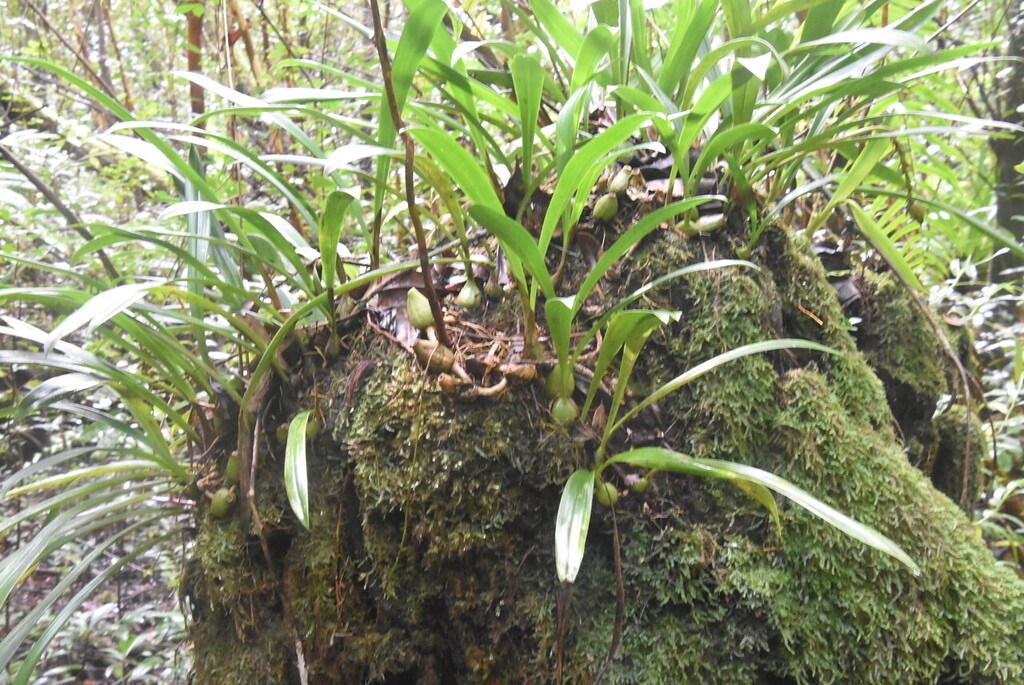 Bulbophyllum_variegatum_sur_souche_de_Bois_de_rempart-MB3_7001.jpg