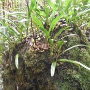 Bulbophyllum_variegatum_sur_souche_de_Bois_de_rempart-MB3_7001.jpg