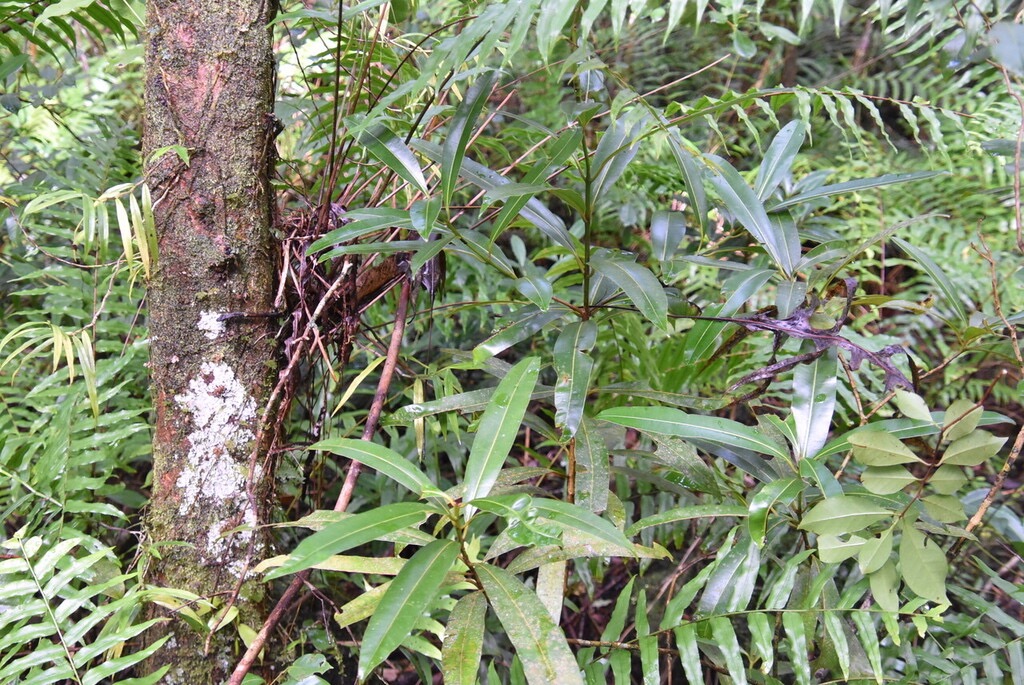 Calophyllum_tacamahaca-Jeune_Takamaka-CALOPHYLLACEAE-Endemique_Reunion_Maurice-MB3_6996.jpg