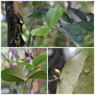 Eugenia_bosseri-Bois_de_Nefles_gros_feuilles-MYRTACEAE-Endemique_Reunion_Maurice-20240703_170447.jpg