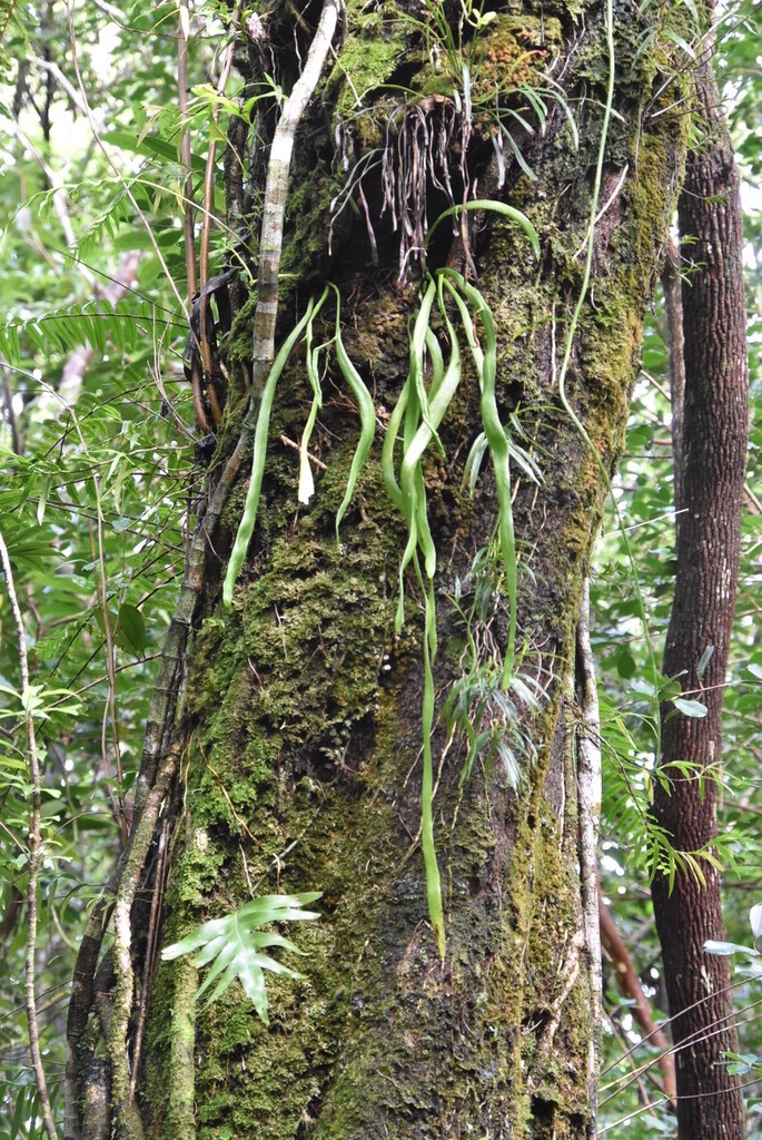 Ophioderma_pendula(Ophioglossum_pendulum)-Fougere_ruban-OPHIOGLOSSACEAE-Indigene_Reunion-MB3_6986.jpg