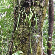 Ophioderma_pendula(Ophioglossum_pendulum)-Fougere_ruban-OPHIOGLOSSACEAE-Indigene_Reunion-MB3_6986.jpg