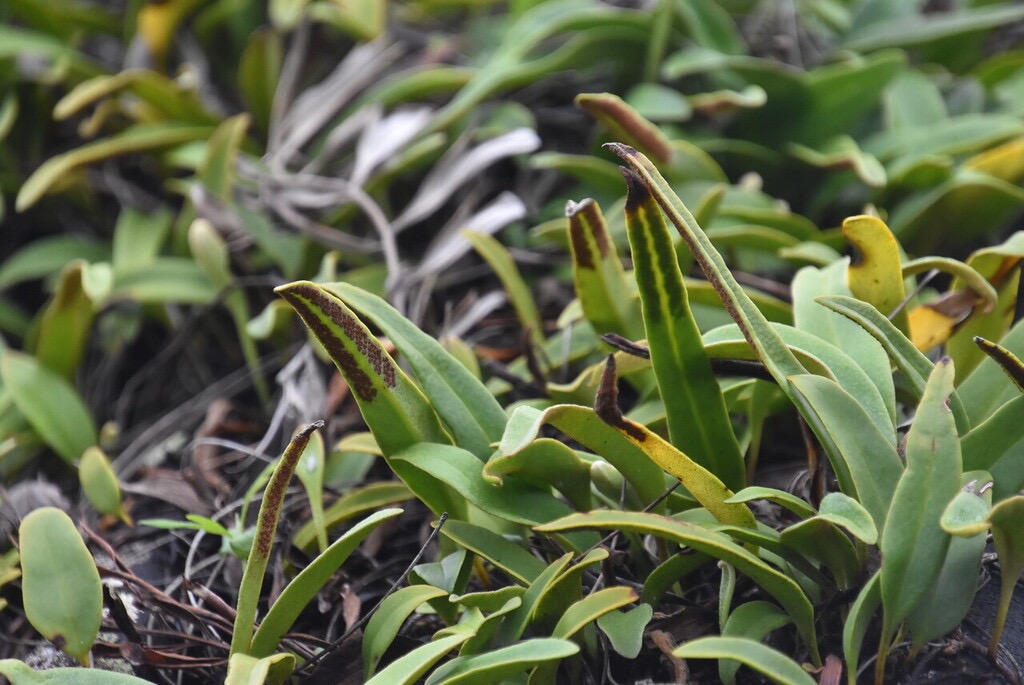 Pyrrosia_lanceolata-POLYPODIACEAE-Indigene_Reunion-MB3_6972.jpg