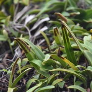 Pyrrosia_lanceolata-POLYPODIACEAE-Indigene_Reunion-MB3_6972.jpg