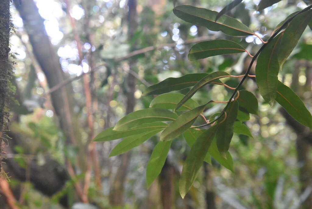 Tambourissa_elliptica-Jeune_Bois_de_tambour-MONIMIACEAE-Endemique_Reunion-MB3_7021.jpg