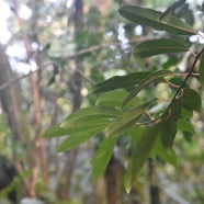 Tambourissa_elliptica-Jeune_Bois_de_tambour-MONIMIACEAE-Endemique_Reunion-MB3_7021.jpg