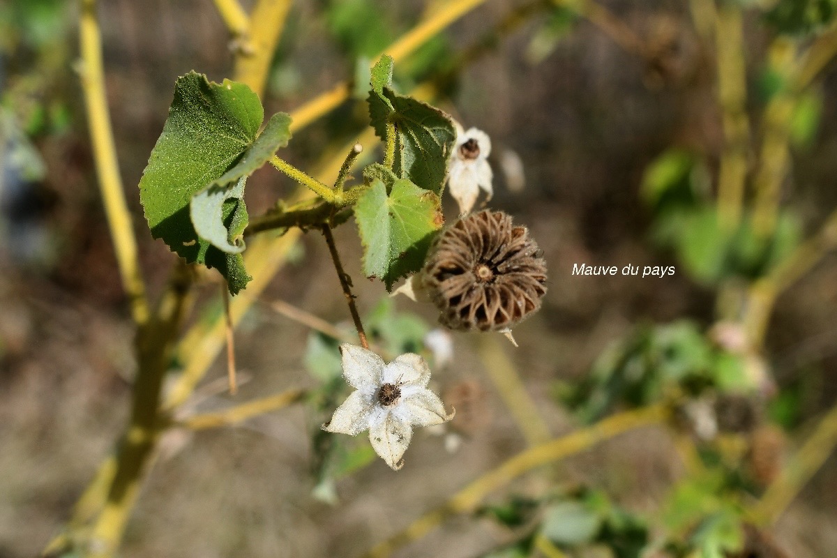 Abutilon indicum Mauve du pays Malv aceae Assimilé indigène 2835.jpeg