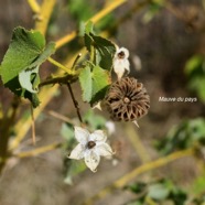 Abutilon indicum Mauve du pays Malv aceae Assimilé indigène 2835.jpeg