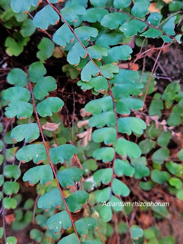 Adiantum rhizophorum Pteridaceae  Endémique Mascareignes 53.jpeg