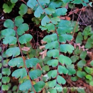 Adiantum rhizophorum Pteridaceae  Endémique Mascareignes 53.jpeg