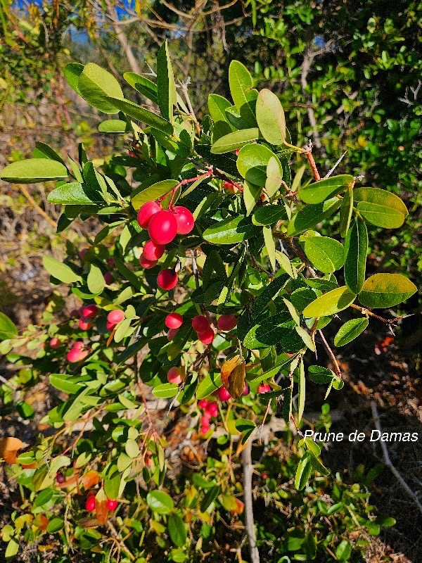 Carissa carandas Prune de Damas Apocynaceae 13.jpeg