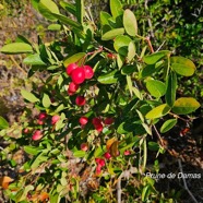 Carissa carandas Prune de Damas Apocynaceae 13.jpeg