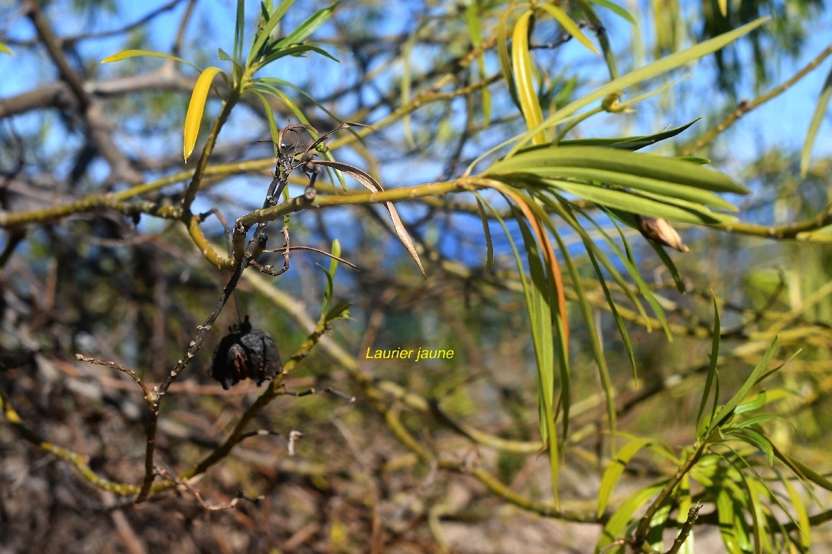 Cascabela thevetia Laurier jaune Apocynaceae Pot envahissant  2812.jpeg