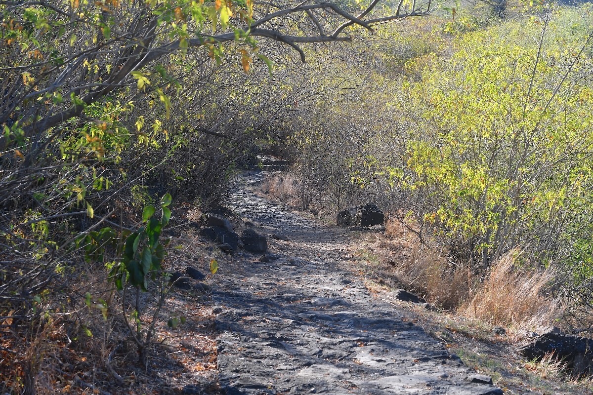 Chemin Pavé 2793.jpeg