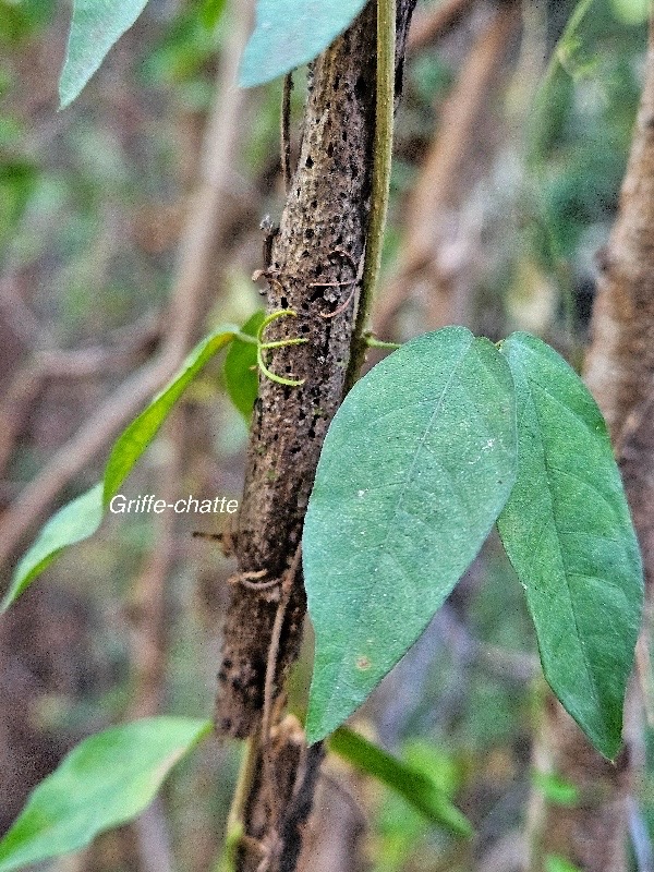 Dolichandra unguis-cati Griffe-chatte Bignoniaceae E E 04.jpeg