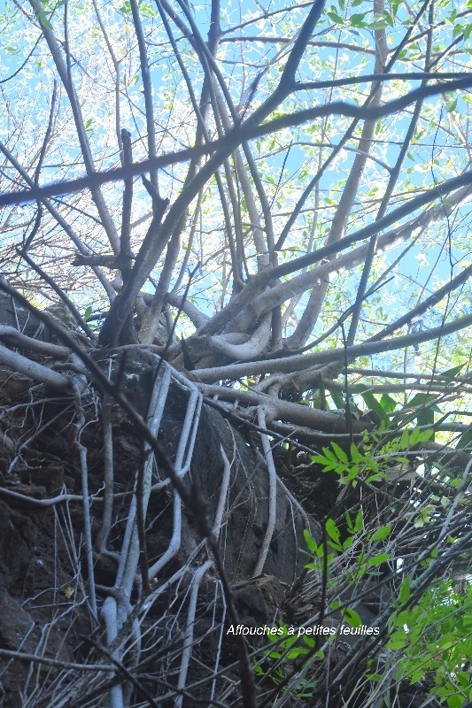 Ficus reflexa Affouche a? petites feuille s Moraceae Indigène La Réunion 2783.jpeg