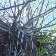 Ficus reflexa Affouche a? petites feuille s Moraceae Indigène La Réunion 2783.jpeg