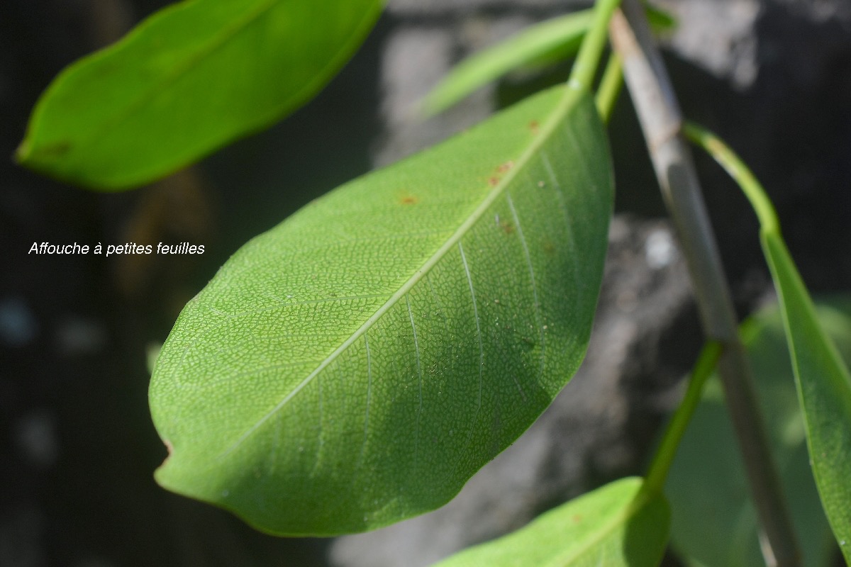 Ficus reflexa affouche a? petites feuille s Moraceae Indigène La Réunion 2817.jpeg