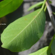 Ficus reflexa affouche a? petites feuille s Moraceae Indigène La Réunion 2817.jpeg