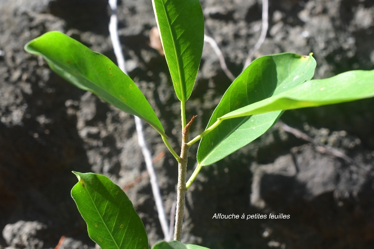 Ficus reflexa Affouche à petites feuilles Moraceae Indigène La Réunion 2816.jpeg