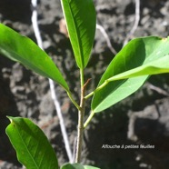 Ficus reflexa Affouche à petites feuilles Moraceae Indigène La Réunion 2816.jpeg