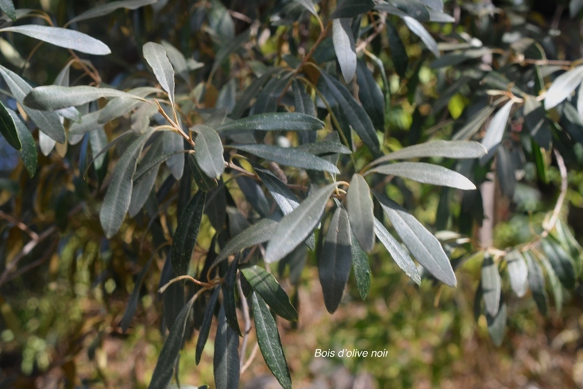 Olea europaea L.jpeg