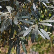 Olea europaea L.jpeg