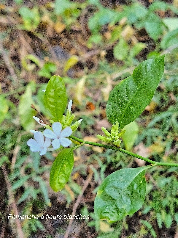 Plumbago zeylanica Pervenche a? fleurs bl anches Plumbaginaceae Indigène ? 47.jpeg