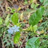 Plumbago zeylanica Pervenche a? fleurs bl anches Plumbaginaceae Indigène ? 47.jpeg