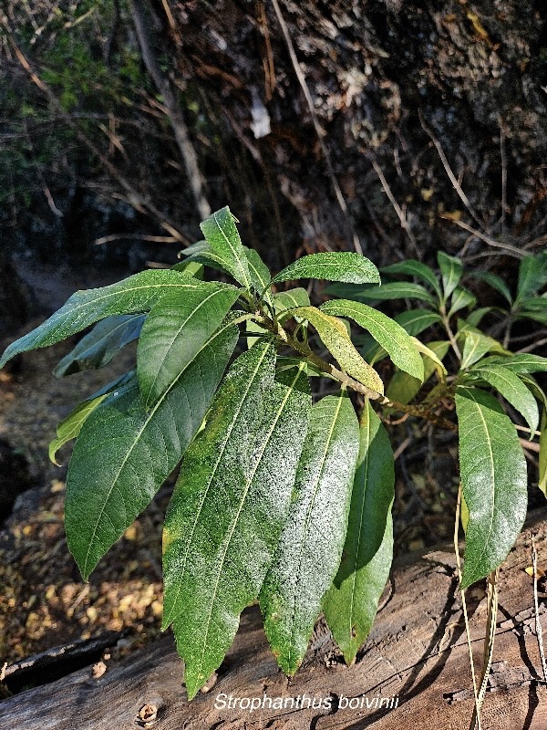 Strophanthus boivinii Apocynaceae Cultivé 58.jpeg