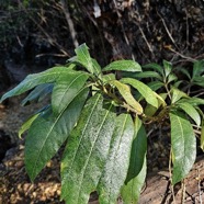 Strophanthus boivinii Apocynaceae Cultivé 58.jpeg