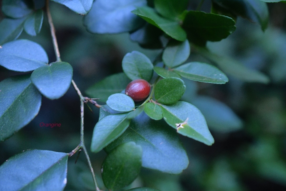 Triphasia trifoliata Orangine Rutaceae E E  2781.jpeg