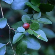 Triphasia trifoliata Orangine Rutaceae E E  2781.jpeg