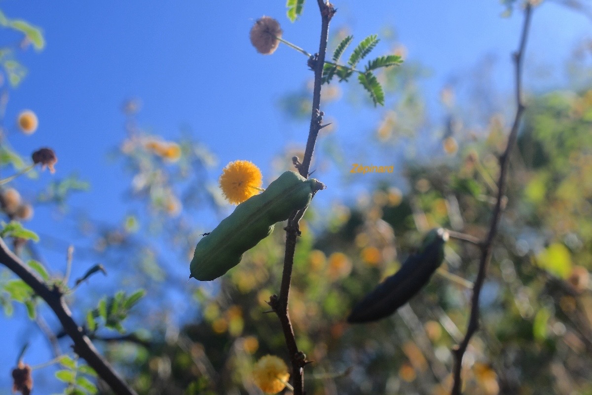 Vachellia farnesiana Zépinard Fabaceae E E 2796.jpeg