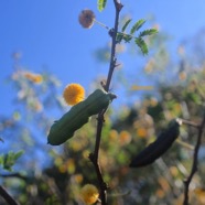 Vachellia farnesiana Zépinard Fabaceae E E 2796.jpeg