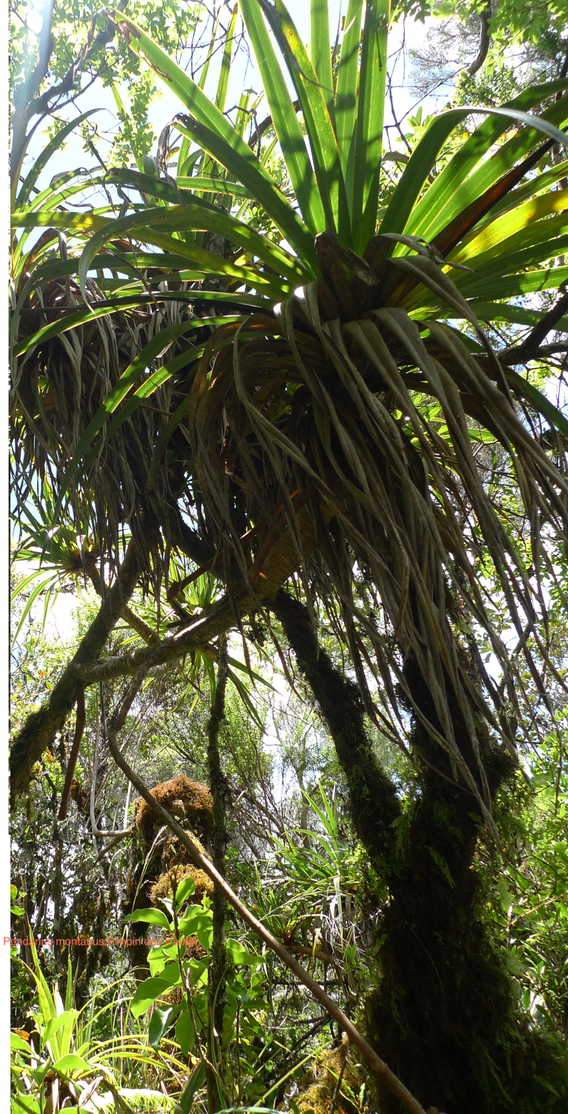 Pandanus montanus