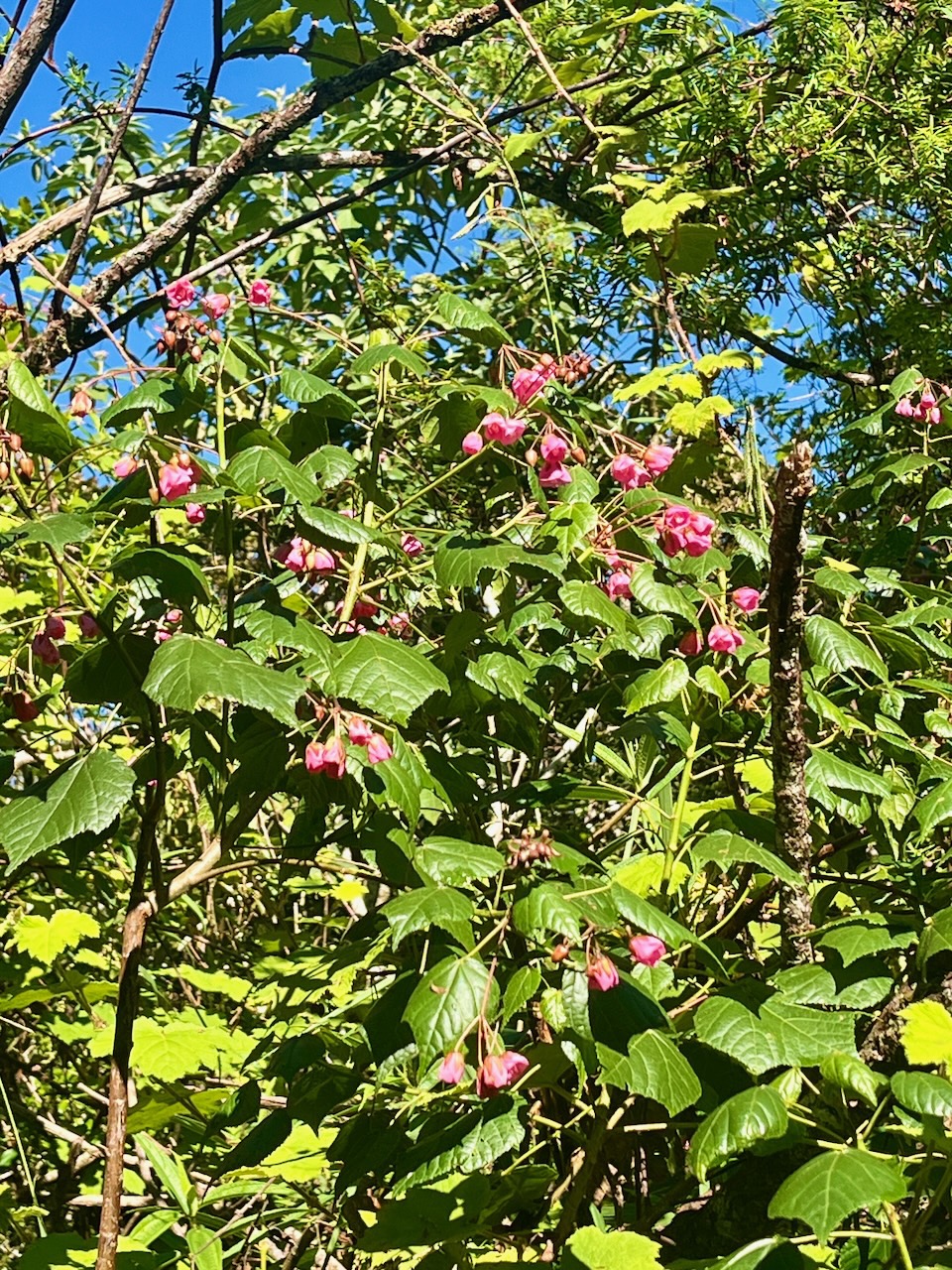 6. Dombeya elegans var elegans-Mahot rose-MALVACEAE-Endemique Reunion-20240424_182128.jpeg