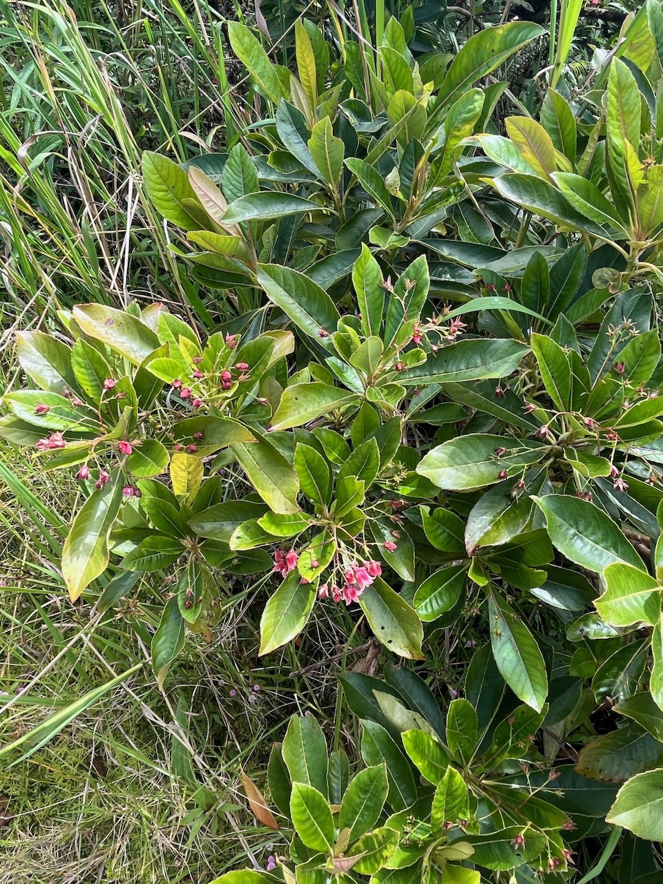 16. Forgesia racemosa Bois de Laurent Martin Esc alloniaceae Endémique La Réunion.jpeg