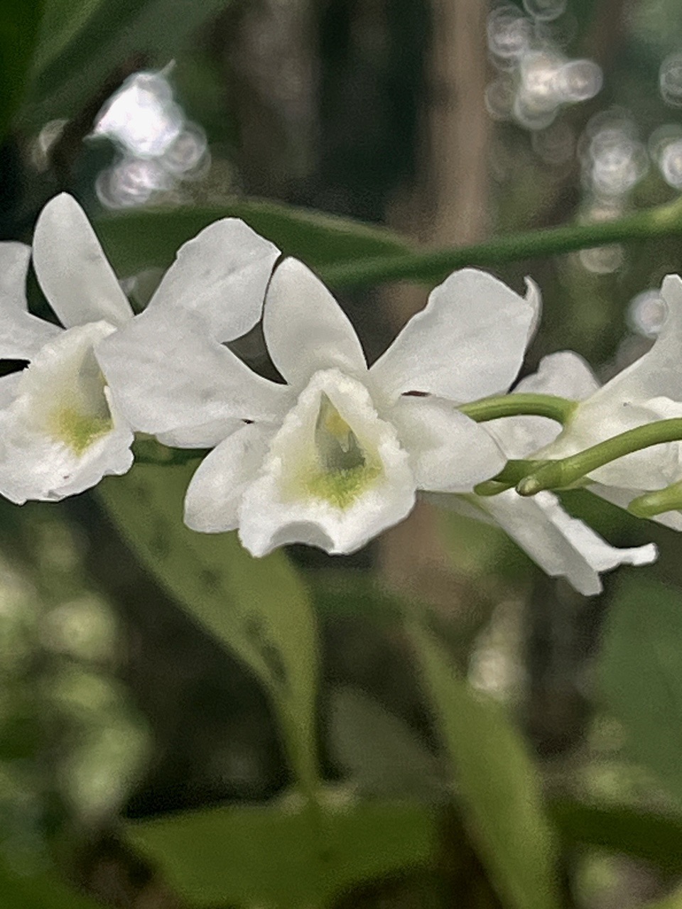 22. Beclardia macrostachya - Orchidée Muguet -  ORCHIDACEAE -indigène Réunion.jpeg